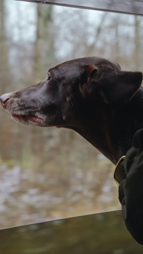 A satisfied dog that leaned out of an open window while the car was moving Stock Footage 306288997