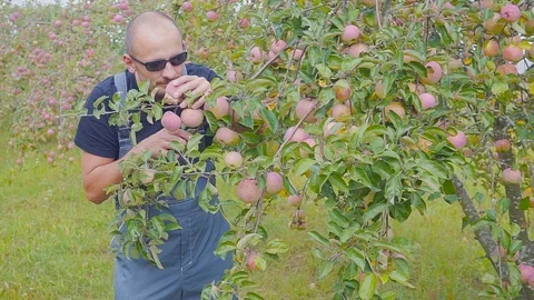 A satisfied farmer in the apple orchard is testing his harvest. Success in Stock Footage 94514976