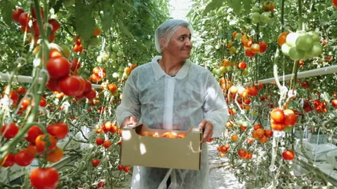 A satisfied Farmer Walks with Box full of Tomatoes. Stock Footage 277600437