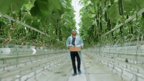 A satisfied farmer walks with a box full of cucumbers. Stock Footage 277600725