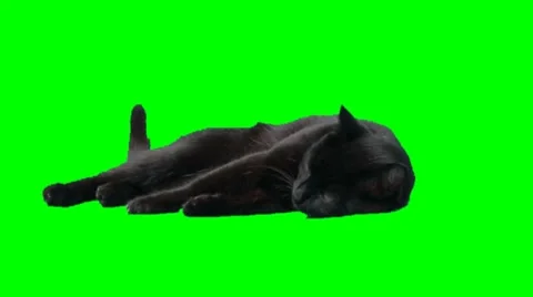 Satisfied sleepy cat Stock Footage 8564919