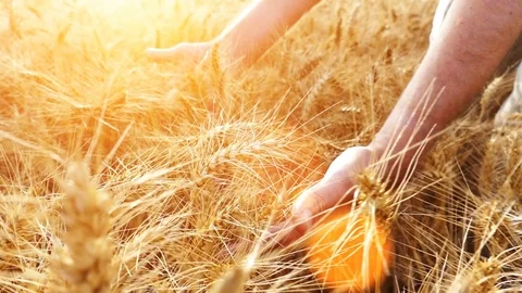 Satisfied unrecognizable man touching golden wheat grains in the wheat field Stock Footage 78597545