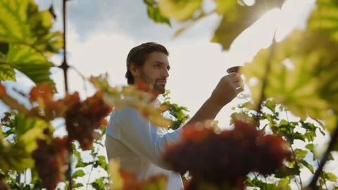 Satisfied young winemaker tasting red or rose wine at vineyard enjoying nice Stock Footage 116989026