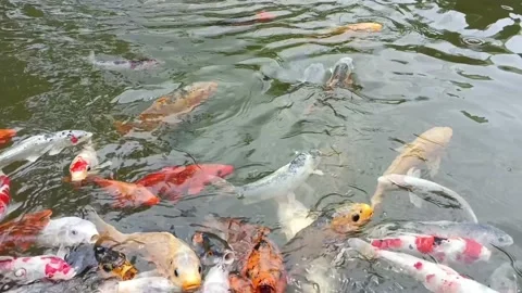 Satisfying Feed Koi Video stock 231994638