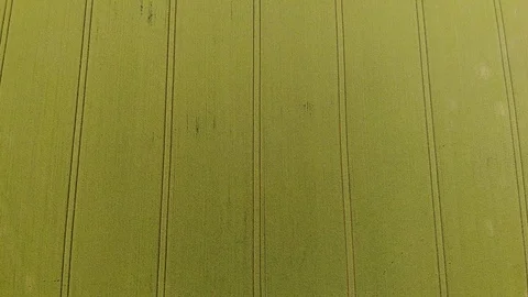 Satisfying parallel lines with a drones perspective ocver green fields Stock Footage 112774567