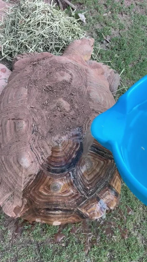 Satisfying Tortoise Bath, Phoenix, Arizona, USA - 29 Jul 2026 Vidéo 343690470