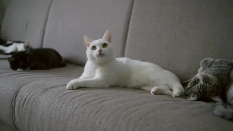 Сats lie on the sofa in the room. Sleeping domestic pet, portrait at home Stock Footage 151614433