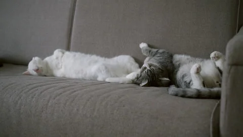 Сats lie on the sofa in the room. Sleeping domestic pet, portrait at home Видео 151614434