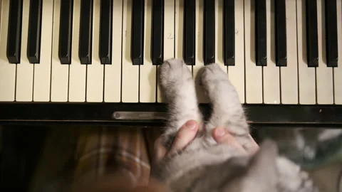 Сat's paws plays on keys old piano home, close up. domestic cat Video stock 266795992