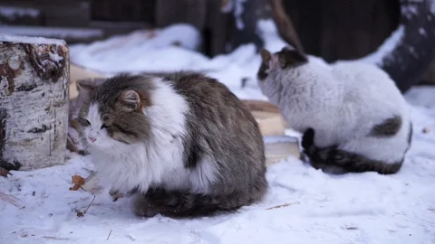 Сats sitting in the yard in the snow 스톡 동영상 102382351