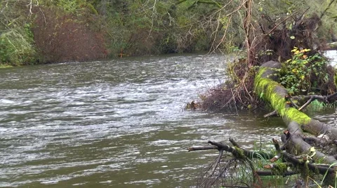Satsap River Schafer State Park - Olympic Peninsula - Fall Colors 動画素材 44265908
