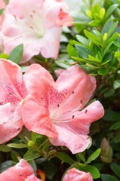 Satsuki azalea Stock Photos