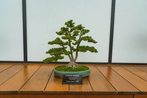 Satsuki Azalea tree Stock Photos