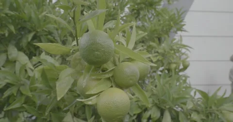 Satsuma Mandarin on Leafy Branch in a Backyard,4K Stock Footage 240454285