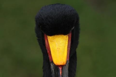 Sattelstorch Stock Photos