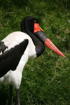 Sattelstorch Stock Photos