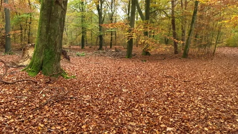 Saturated colors at a forest with beech trees at fall. Stock Footage 212548397