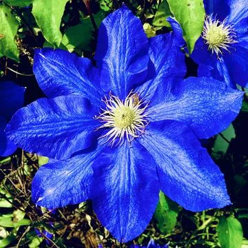 Saturated Flower Foto stock