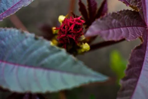 Saturated red flower. Close-up Stock Photos