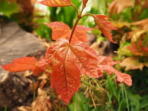 A saturated red leaf of maple on a small stem growing in a forest near a stum Stock Photos