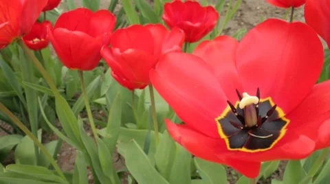 Saturated  red opened tulip in the garden Stock Footage 7740816