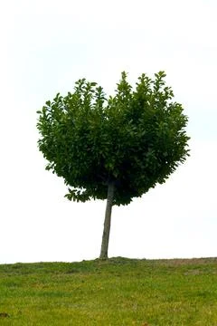 Saturated tree Stock Photos