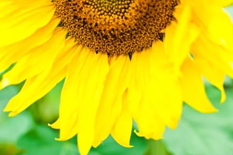 Saturated yellow sunflower. Close-up Stock Photos