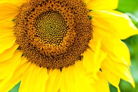 Saturated yellow sunflower. Close-up Stock Photos
