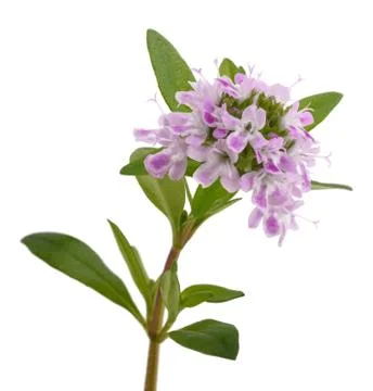 Satureja Stock Photos