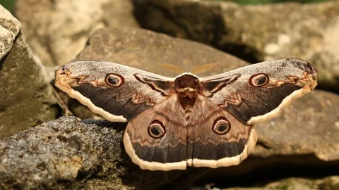 Saturnia pyri 2 Stock Footage 89167708