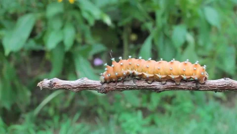 Saturnia pyri caterpillar Vídeos de archivo 11344347