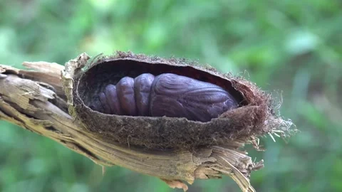 Saturnia pyri caterpillar moving inside cocoon during active pupal stage Stock Footage 339375664