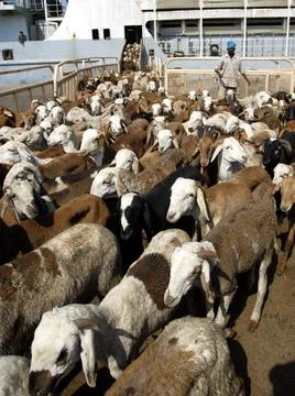 Saudi Arabia Eid - Jan 2005 Stock Photos