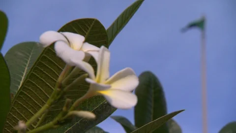 Saudi Arabia Flag low angle shot through plants and flowers Video stock 88267045