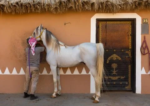 Saudi man with Arabian horse in Alhazm stud, Najran Province, Khubash, Saudi  Stock Photos