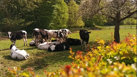 In Sauerland a herd of spotted dairy cows stands on a pasture. An apple tree Stock Footage