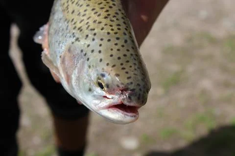 Сaught trout. Stock Photos