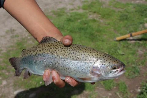 Сaught trout. Stock Photos