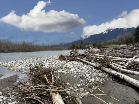 Sauk river with washed up dead trees during early spring season in Washingt.. Stock-Fotos