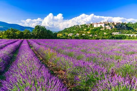 Sault, France - Provence lavender field scenic french village. Stock Photos