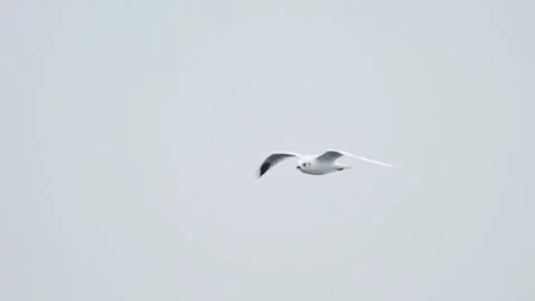 Saunders's gull in flight (slow motion) Stock Footage 329419108