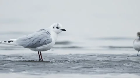 Saunders's gull in japan (with audio) Stock Footage 329419134