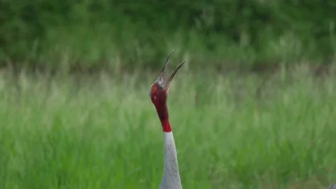 Saurus crane-calling-cu Stock Footage 130315153