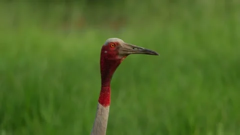 Saurus crane-close up Stock Footage 130322806