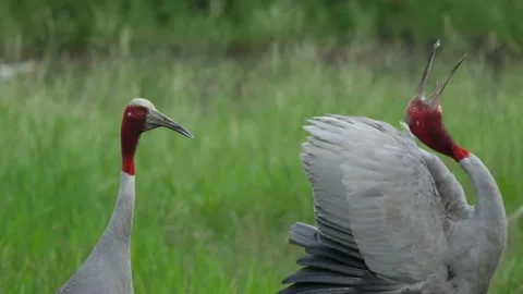 Saurus crane-courtship-calling Stock Footage 130322737