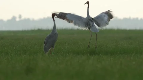 Saurus crane-courtship Video stock 130321810