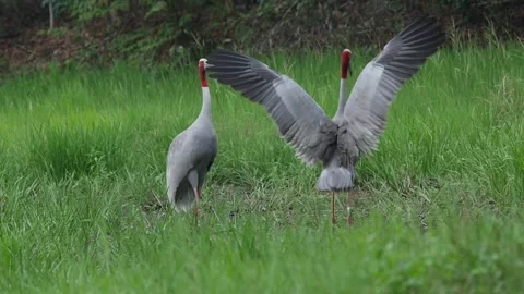 Saurus crane-courtship-slow Stock Footage 130322026