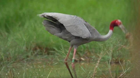 Saurus crane-courtship-slow Video stock 130322119