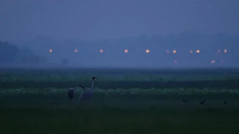 Saurus crane-evening-wide shot Stock Footage 130322867