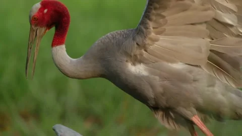 Saurus crane-mating Video stock 130323118